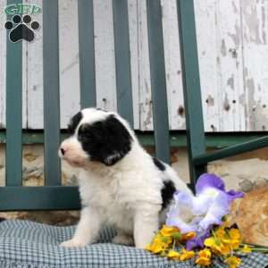 Caroline, Bernedoodle Puppy
